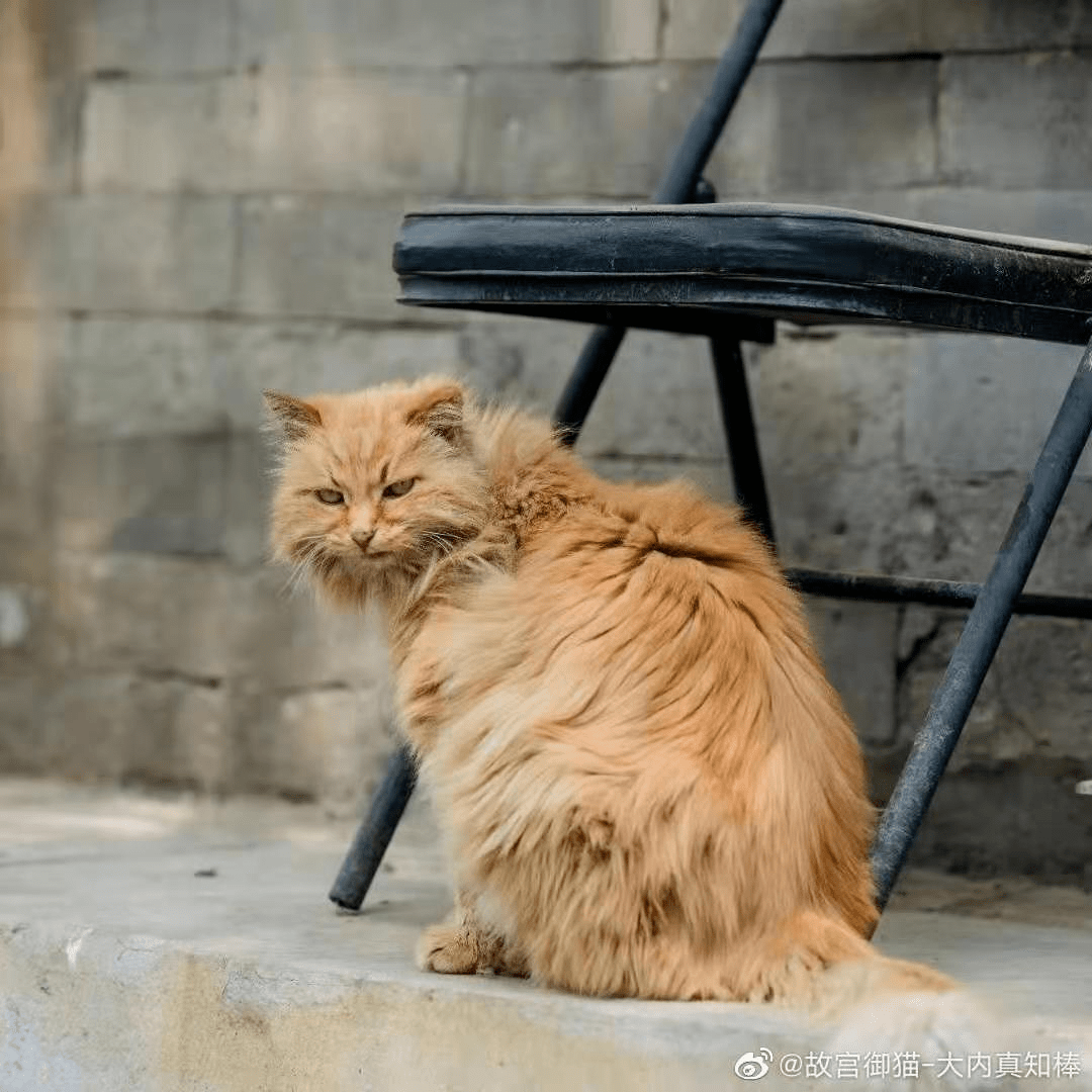 原创故宫最长寿的那只御猫去世了