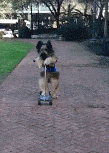 搞笑gif段子:妹纸,刮腻子粉的属你衣服最干净!_侄子