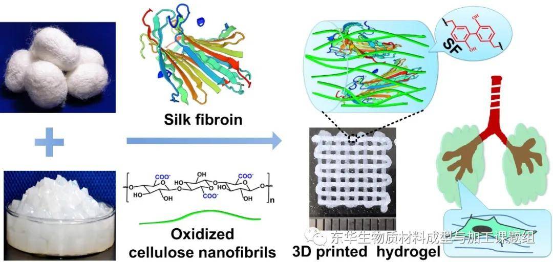 东华大学:丝素蛋白与氧化纤维素结合用于3d打印组织工程支架