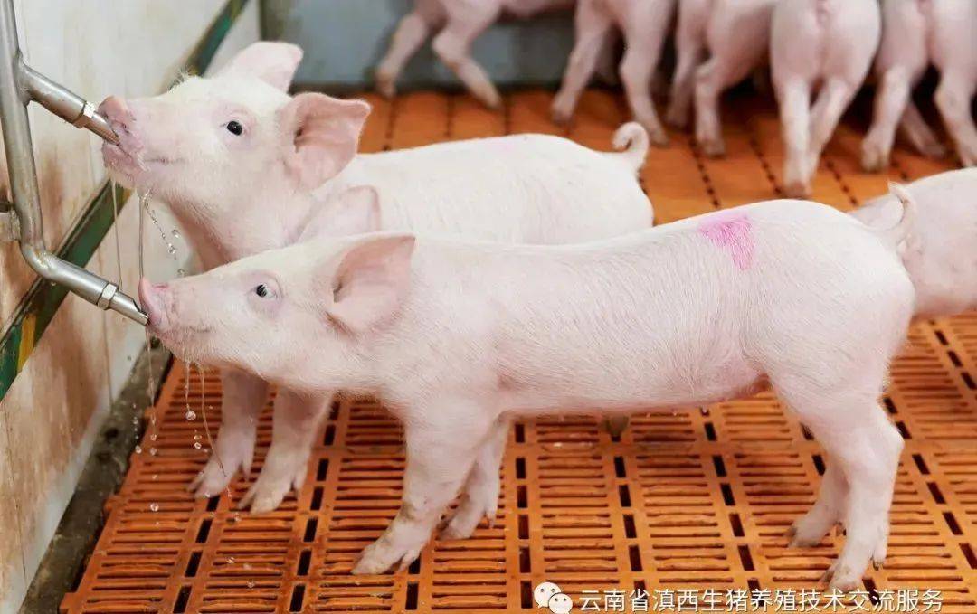 什么是应激猪 3e801819b8064eeaa441aa6010f6a0c6.jpeg