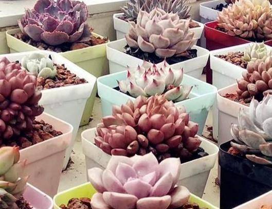 多肉种植方法步骤详解 cb11cc9b66154d708c1cdf7dbe55da14.jpeg