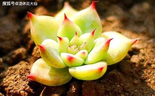 多肉植物能不能晒太阳 5fbbf1e042304ae4bda452c679e54038.jpeg