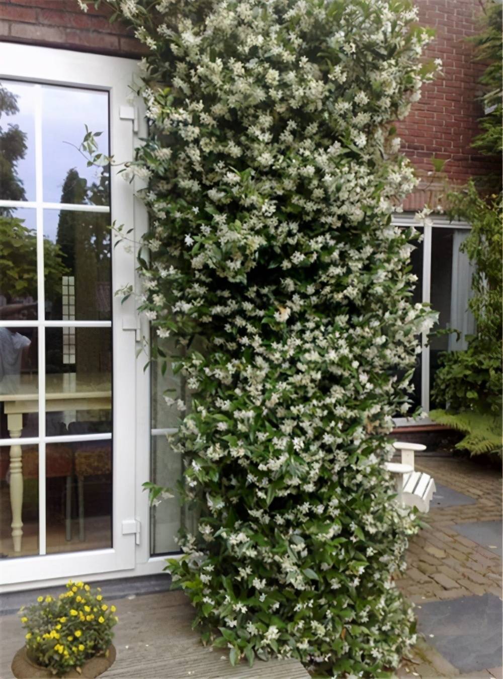 原创一种极美的藤本植物喜欢爬墙开茉莉花名叫风车茉莉不养可惜了