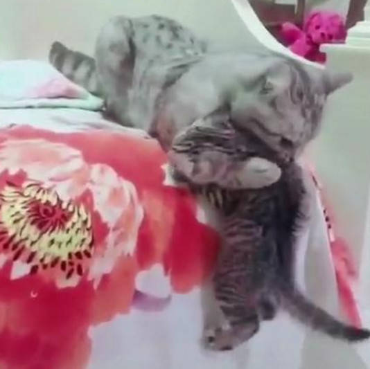 小猫老是爬床怎么办 f23fb072ed0e4d6d9b57940bef91d129.jpeg