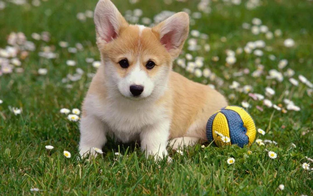 2020年十二生肖运势_生肖运势12月11日十二生肖运势解析