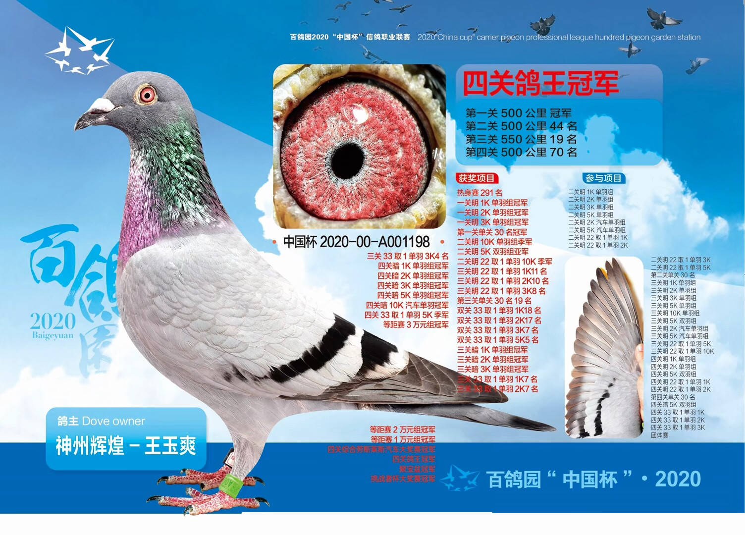 1.2020年百鸽园四关综合鸽王冠军,鸽主神州辉煌王玉爽,拍卖会1500万成交。2.北京琨泰佳华赛鸽