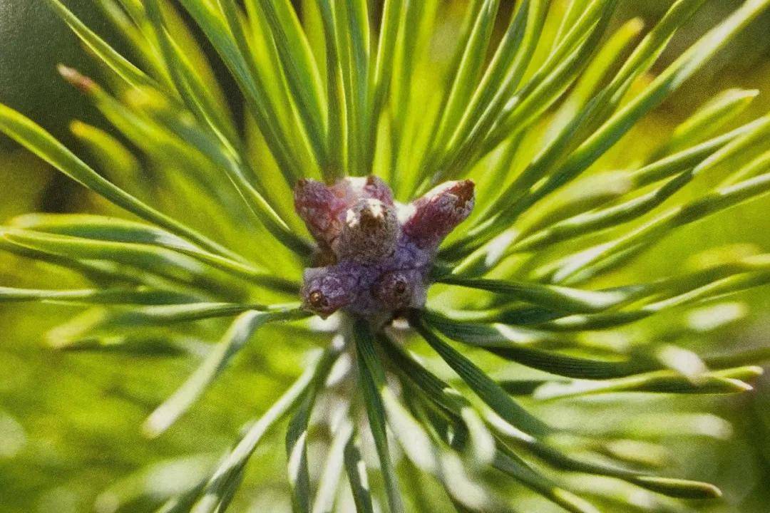 欧洲赤松(松木)名称:pine学名:pinus sylvestris植物科属:松科松属