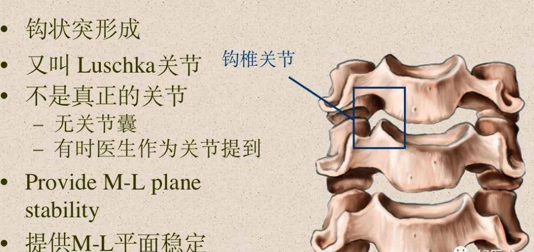 脊柱超详细解剖,高清图文版!