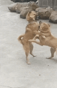 原创搞笑gif段子:娶了这么智障老婆,请问你们会怎么办啊?