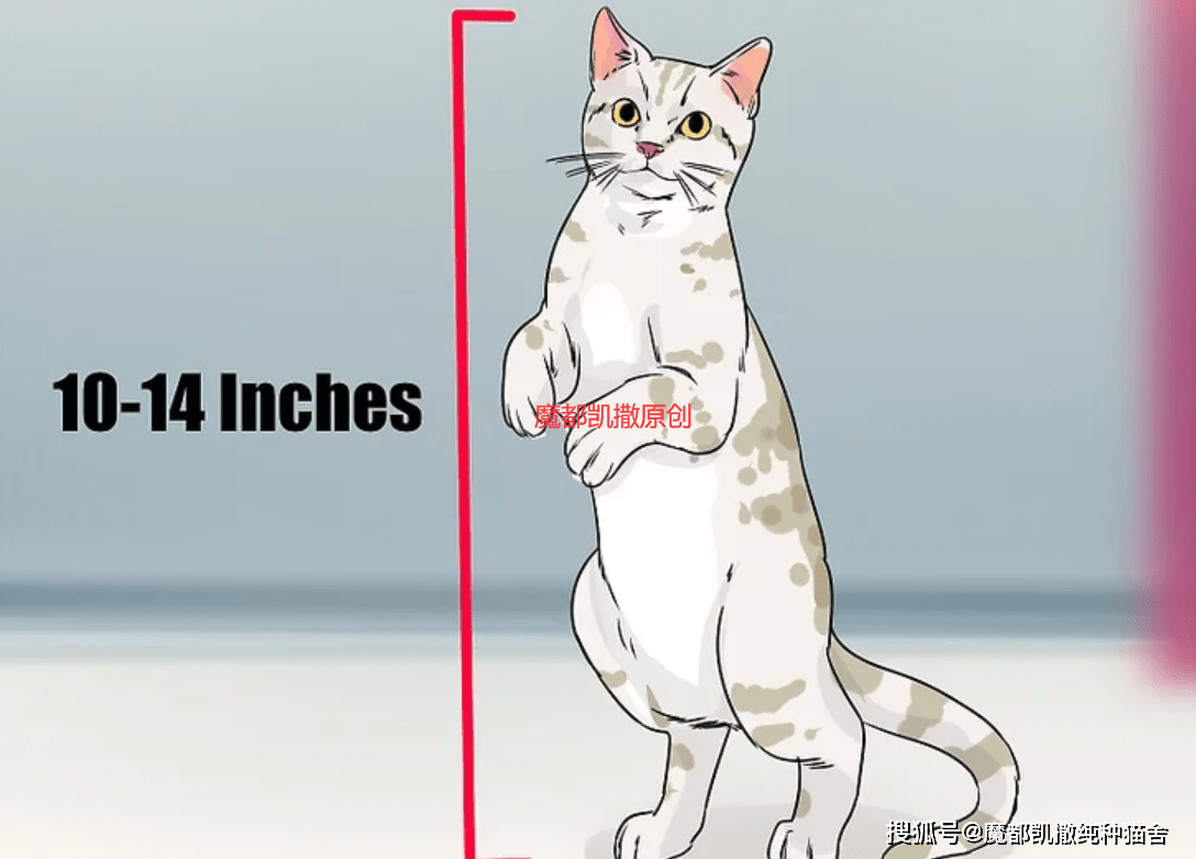 怎么挑选好看的短毛猫 095d900ab14a4ac691d5d836dc7bb225.png