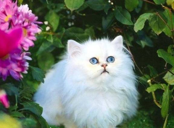 波斯猫全身长毛,培育出供科学研究用的无毛猫?对于猫你了解多少