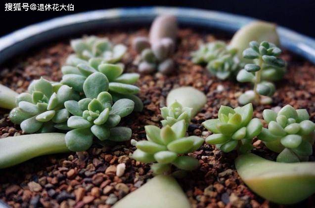 多肉叶插苗怎么移盆繁殖教程 6b53bc63673e4d8bb3118be38461483f.jpeg
