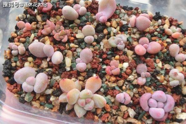 多肉叶插教程 a51b359ab766402aace4652c06200da1.jpeg