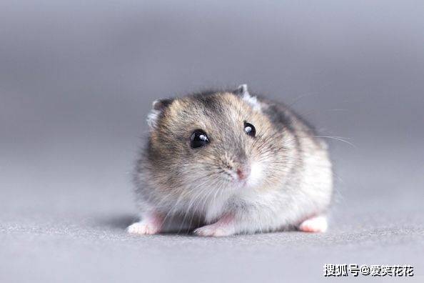 鼠是什么 08975f97513540d1abd66b91018efde6.jpeg