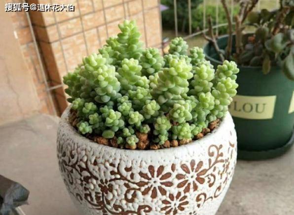 玉缀多肉多久浇水 2bd51fe682484885803e444f7faef764.jpeg