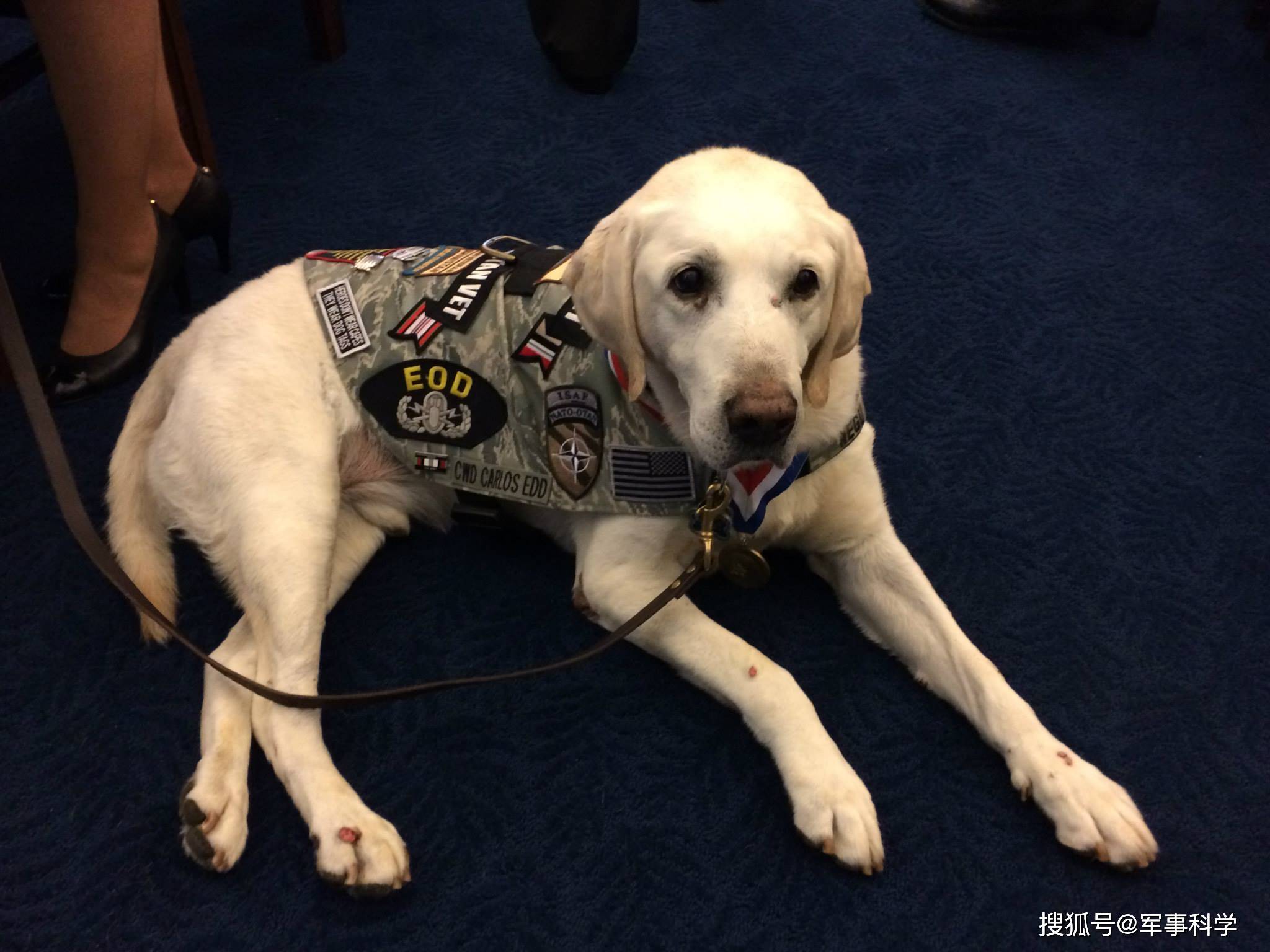 "汪汪"出击,军犬来了!