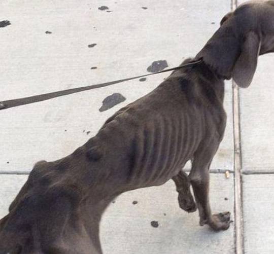 狗为啥吃树叶子 b3c48ef54fc64f44ac9970b5d07dc7e3.jpeg