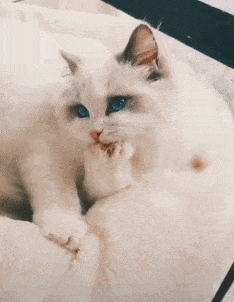 搞笑gif段子:我家的猫什么情况,难道现出原形了