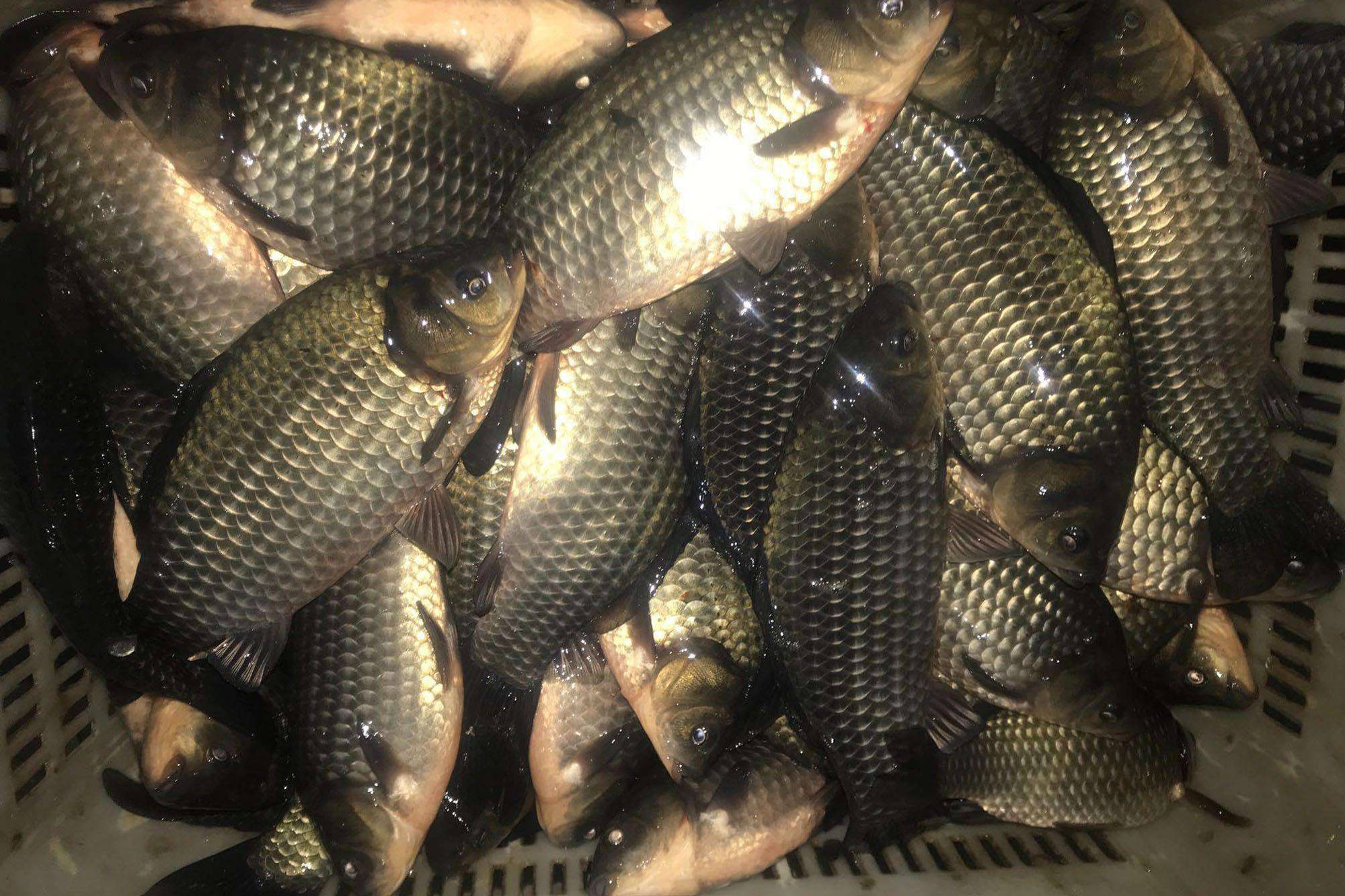 怎么样自制钓鲫鱼的饵料 1df4232e12ba4fc9960fdd1e8e94304d.jpeg