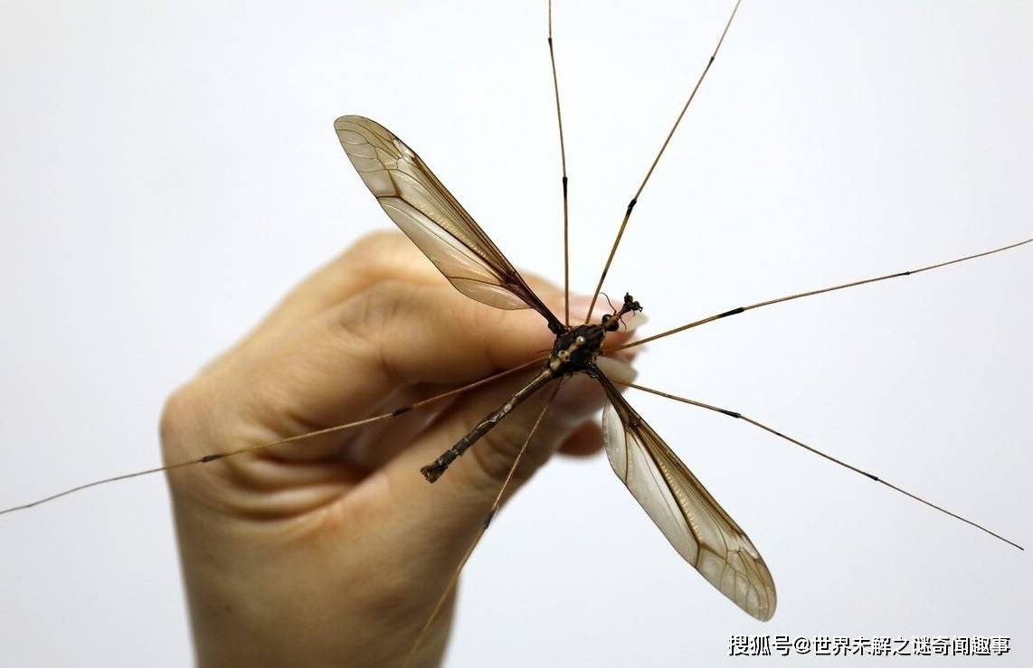 世界罕见的两种蚊子:一种吃人,另一种吃同类_华丽巨