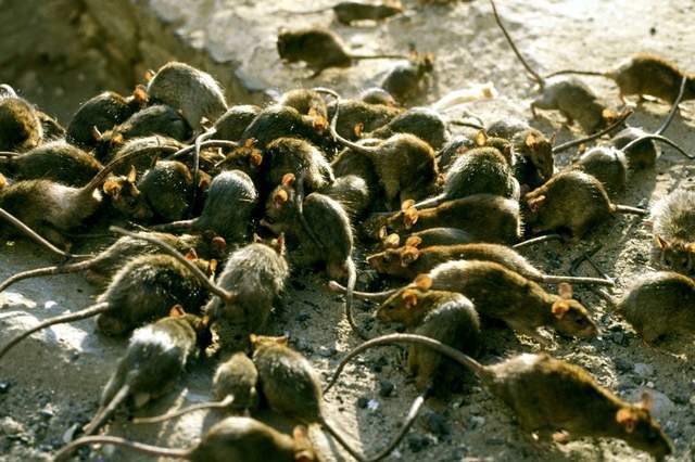 英国老鼠泛滥成灾,人鼠大战英国完败,专家:变异成"抗体鼠"了