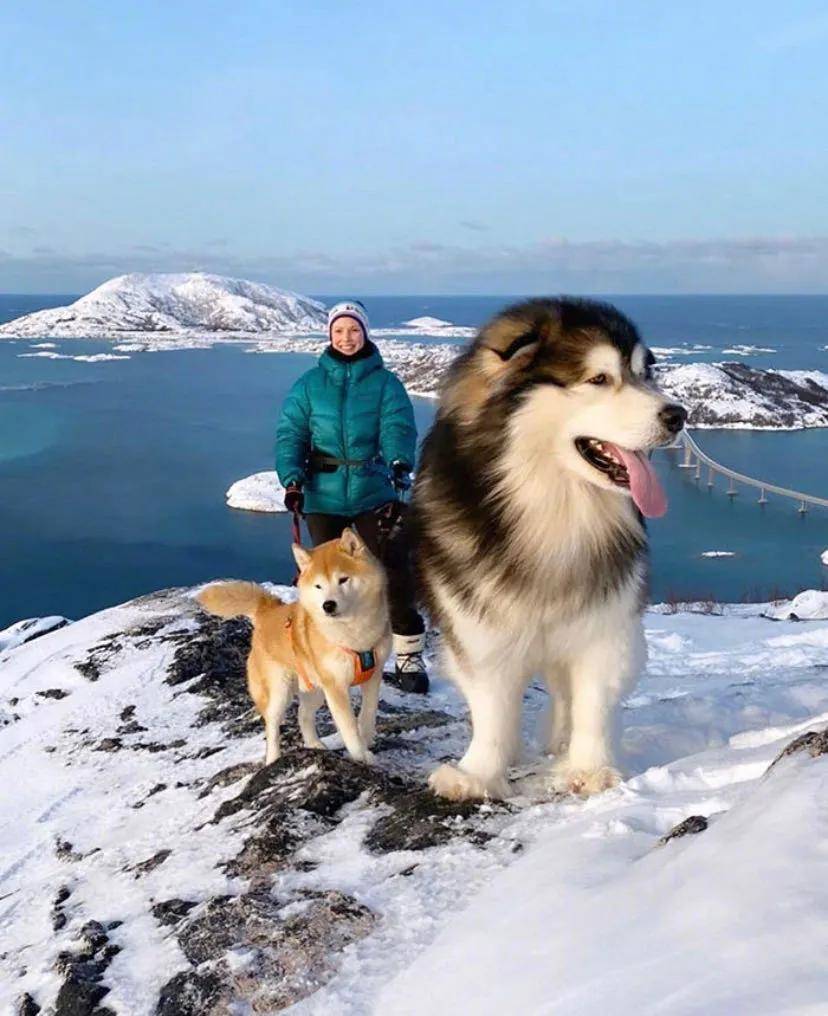 养一只大型犬,是什么样的体验? 这巨大的阿拉斯加,看起来多威风!