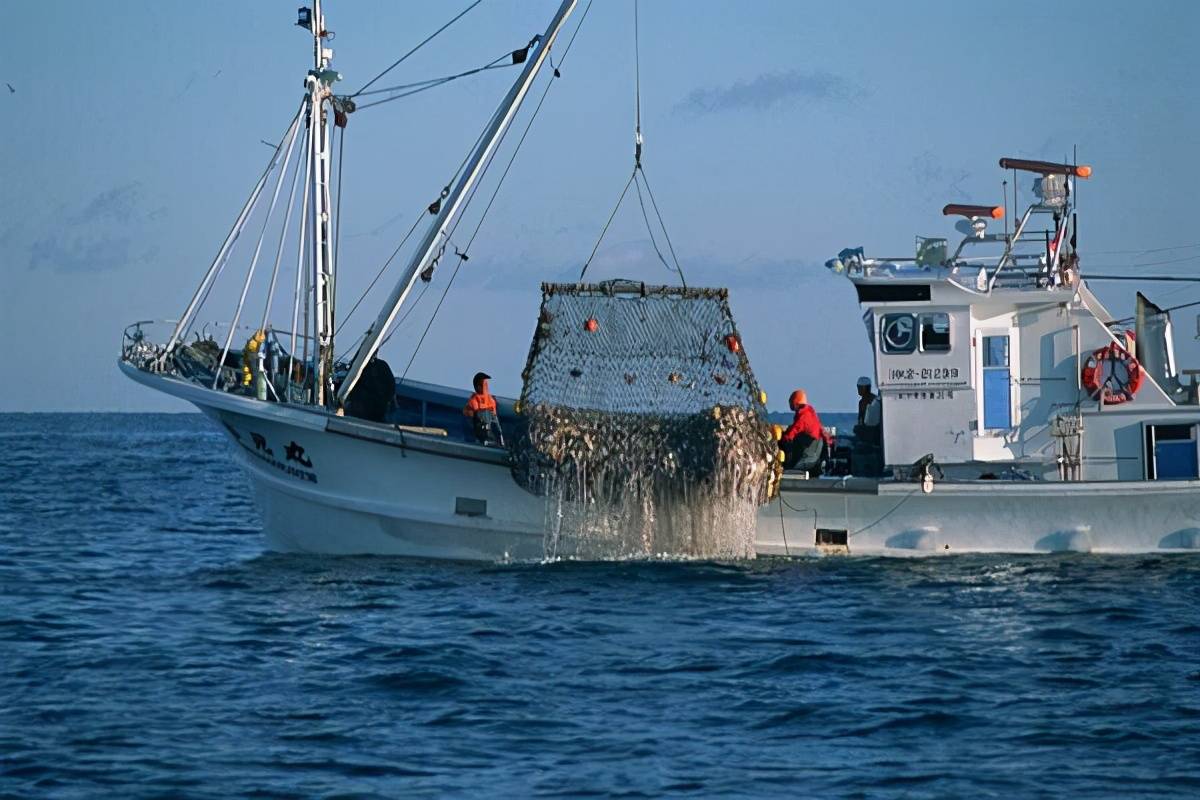 日本渔船捕获一海怪,扔回大海后船长被质疑,专家痛斥其丢了国宝