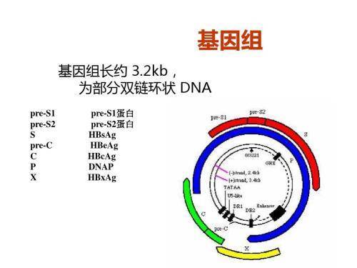 复制人口_人口普查图片