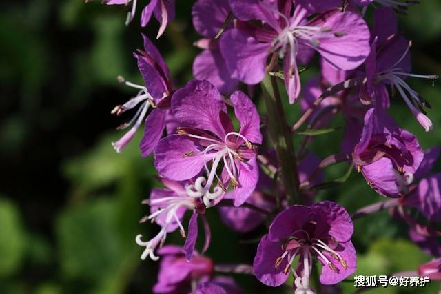蒙古神花"柳兰花",枝叶似柳,花似兰!