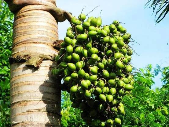 树是怎么形成的故事 3ed2efd44829414a8cb0614a8e75b433.jpeg