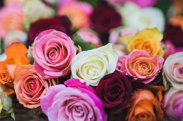 不同品种的玫瑰花，你了解多少?