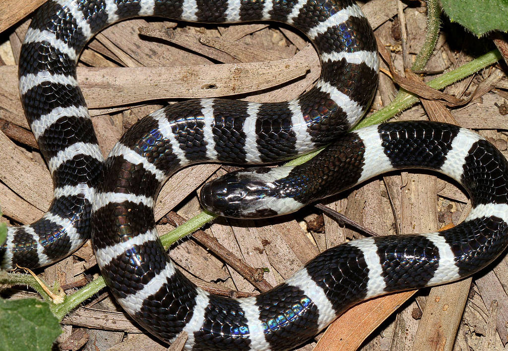 银环蛇银环蛇这种蛇分布于中国中部和南部以及东南亚.