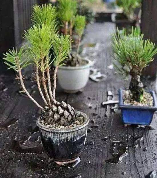 盆栽花肥料大全 182b467010ee4332babed29f25b7643d.jpeg