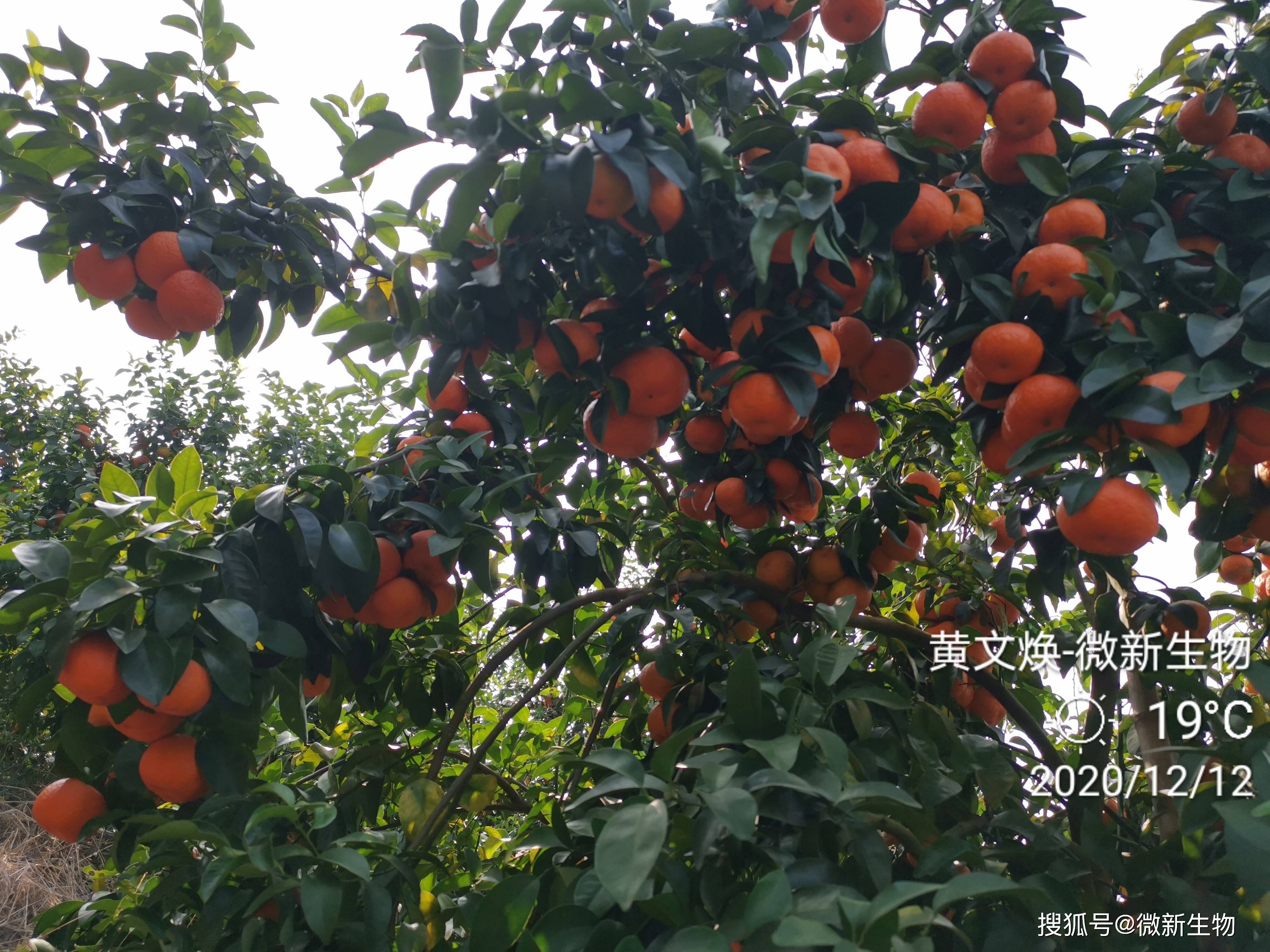 柑橘行情:砂糖橘2.6元,下树60%,坐标广西来宾市象州县