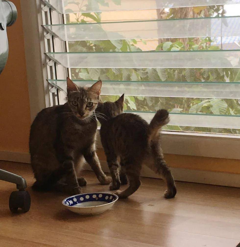 流浪猫妈妈带着两只小猫来到网友家门口，几周后又带来了惊喜_手机搜狐网