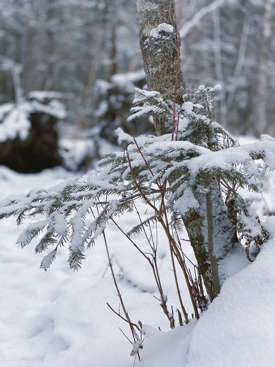 打卡中国雪乡,用心感受冬季东北白雪皑皑的绝美风景