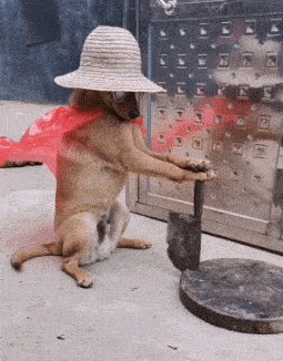 原创搞笑gif段子:编辑这难道是传说中的神龙摆尾?