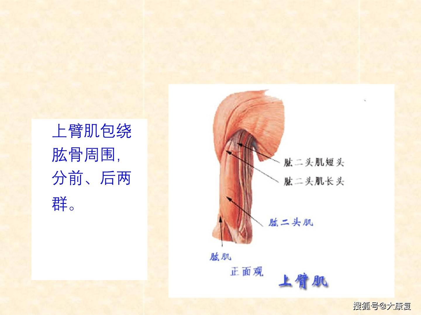 人体解剖骨骼肌上肢肌
