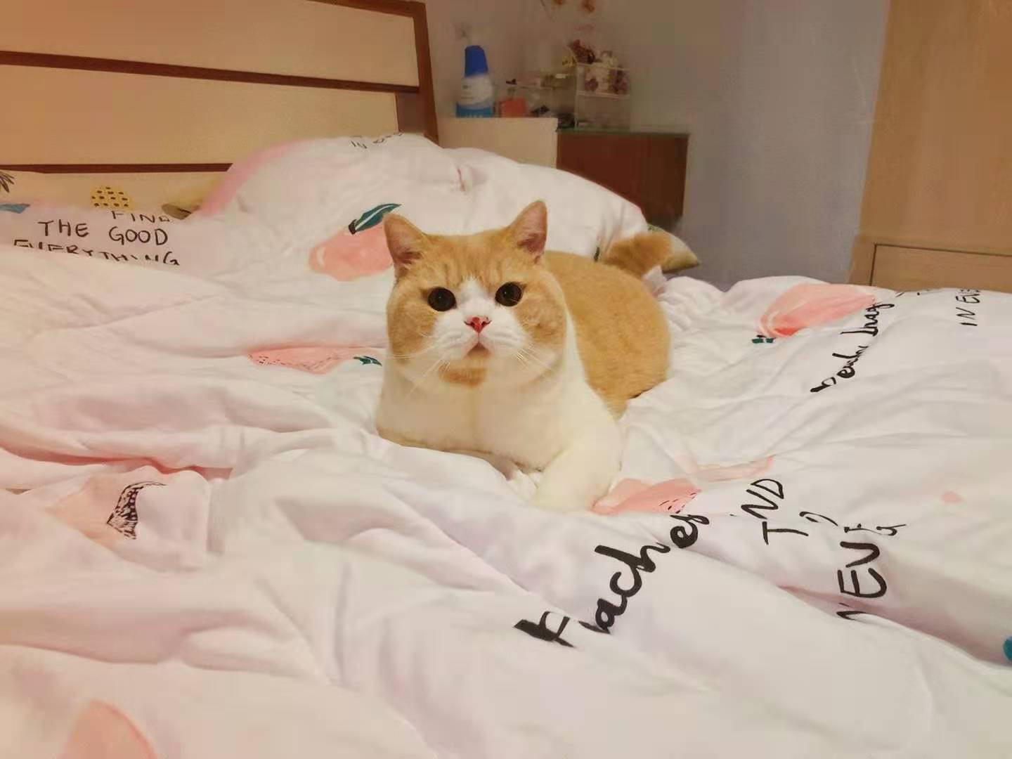 幼猫猫粮哪个口碑好 d010f0bab8ec428c9e044e14863f376f.jpeg