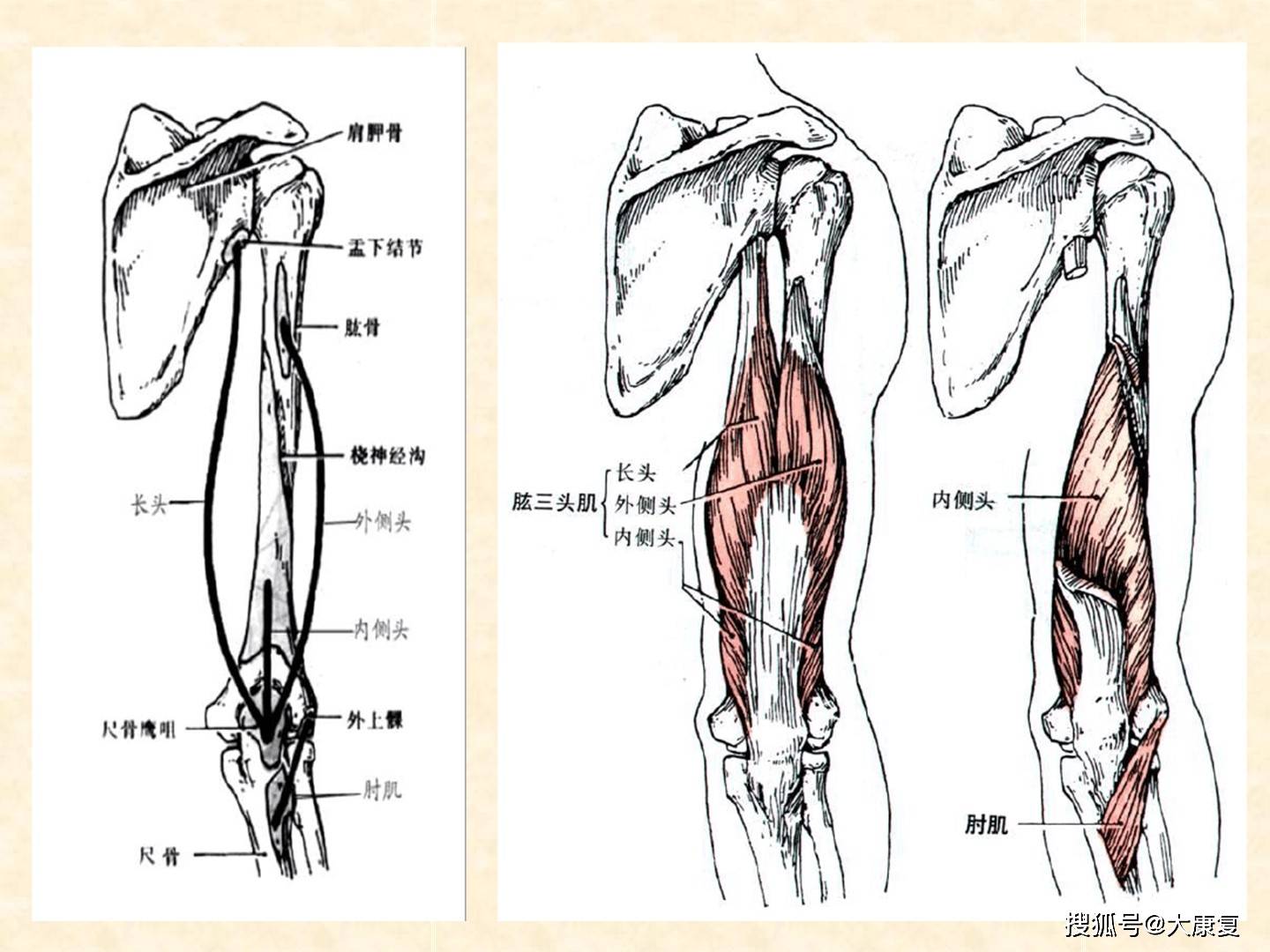 人体解剖-骨骼肌-上肢肌