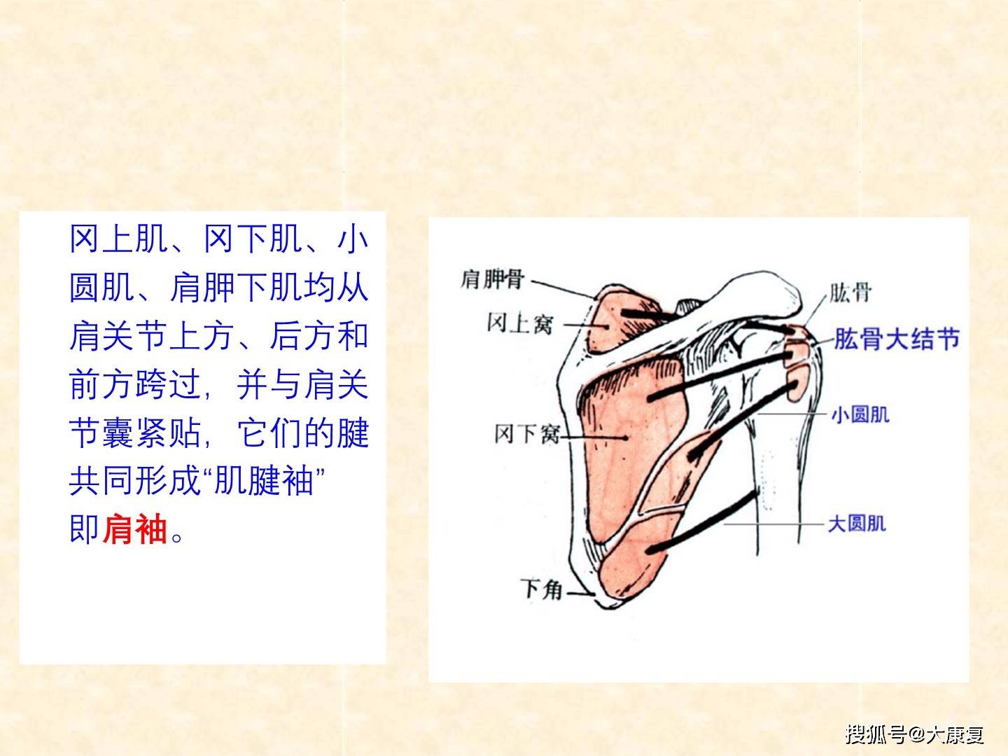 人体解剖-骨骼肌-上肢肌