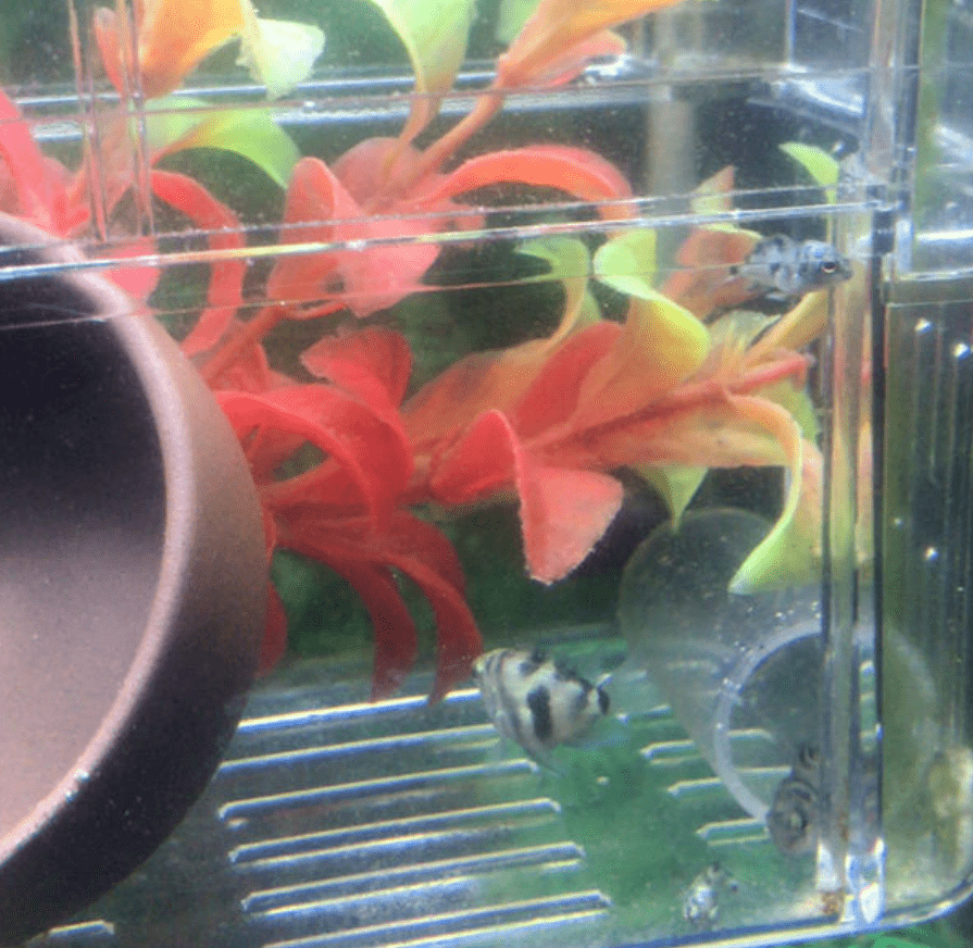 水是什么东西 fee66519dd774dd6a31287efa4a46e8e.png