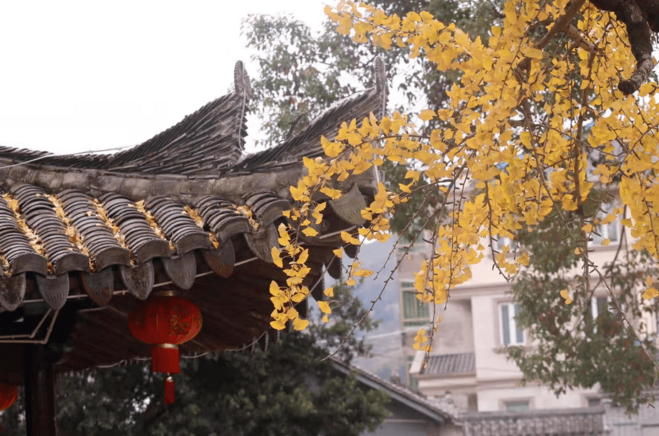 永嘉"银杏王"到达颜值巅峰,错过等一年!