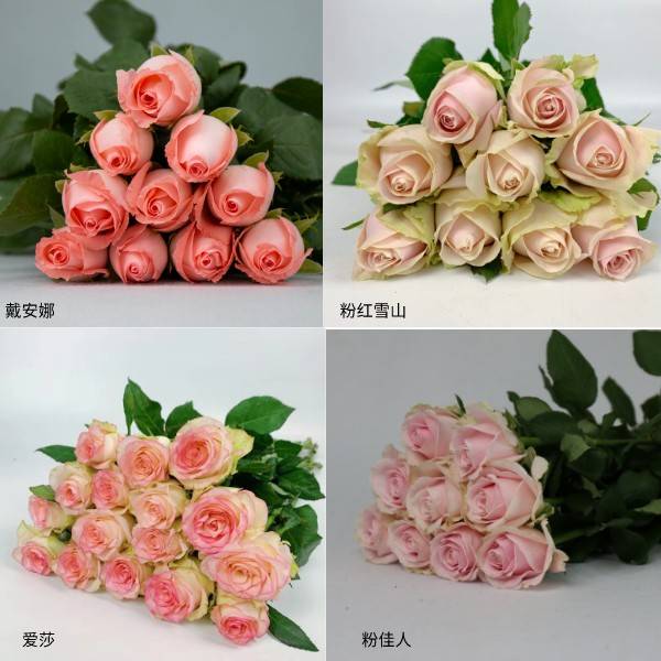 粉玫瑰:戴安娜,粉红雪山,桃红雪山,影星,爱莎,粉佳人;白玫瑰&香槟色
