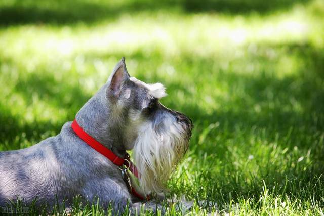 雪纳瑞智商排名_雪纳瑞造型图片(2)
