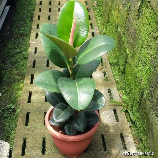 原创橡皮树养了10多年也不开花,不要惊讶,它真会开花结果