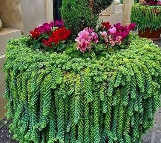 多肉怎么长粗不长高 7156e1172db34de0b540e29c14cbd2a3.jpeg