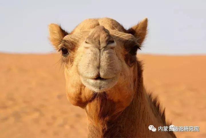 骆驼为什么叫全兽?