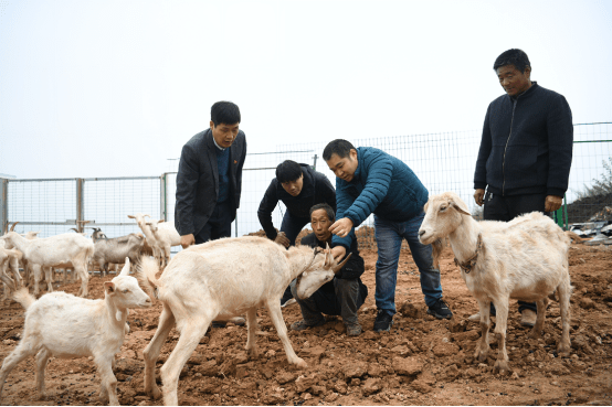 狗场镇人口_正规狗场犬舍设计图