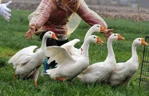 土家老鹅直播最新视频 b205bb3c5cb14f85a3e974a687f4b100.jpeg